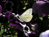 /album/insetti1/farfalla-2-jpg/